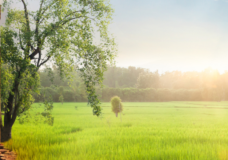 Ormanı Yaşat-İklim-Degisikligi-Gorsel#1