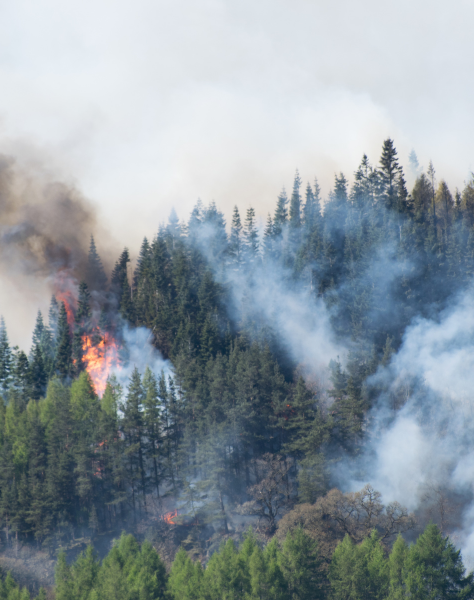 Ormanı Yaşat - Orman Yangınları - Bilecik Orman Yangını-2