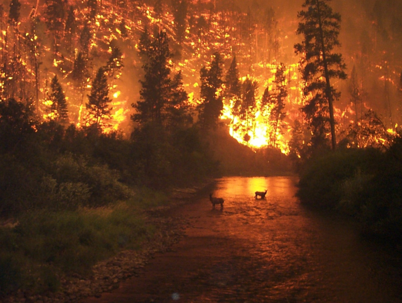 Ormanı Yaşat - Orman Yangınları - Bursa Orman Yangını-1