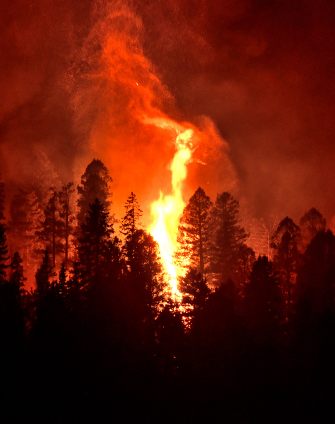 Ormanı Yaşat - Orman Yangınları - İzmir Orman Yangını-2