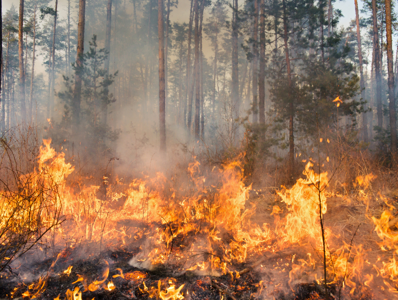 Ormanı Yaşat - Orman Yangınları - Karabük Orman Yangını-1
