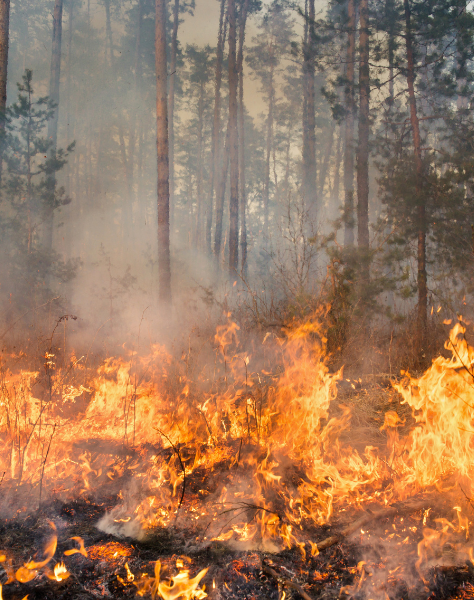 Ormanı Yaşat - Orman Yangınları - Karabük Orman Yangını-2